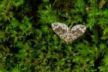 Devon Carpet (Lampropteryx otregiata), adult. Comb Bridges, 16-05-2024. Copyright Christopher Blakey.