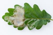 Acrocercops brongniardella, mine. Waldridge Fell, 14-06-2025. Copyright Christopher Blakey.