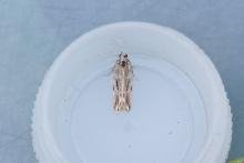 Anarsia innoxiella, adult. Taken outside Durham (Oxfordshire), 17-07-2025. Copyright Christopher Blakey.