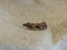 Acrolepia autumnitella, adult. Saltholme, 28-01-2023. Copyright Ed Pritchard.