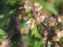 Coleophora artemisicolella, case. Saltholme, 30-08-2024. Copyright Ed Pritchard.
