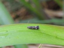 Elachista poae, adult. Belasis Beck, 17-05-2024. Copyright Ed Pritchard.