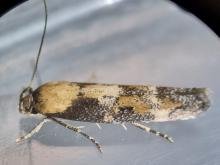 Mompha bradleyi, adult. Stockton, 19-10-2024. Copyright Ed Pritchard.