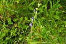 Prochoreutis sehestediana, mine. Malton, 25-07-2021. Copyright Keith Dover.
