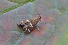 Spoladea recurvalis, adult. Chester-le-Street, 08-10-2023. Copyright Keith Dover.