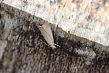 Calamotropha paludella, adult. Old Quarrington, 08-08-2021. Copyright Richard Cowen.