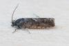 Pammene giganteana, adult. Crossgate Moor, 07-04-2025. Copyright Arto Maatta.