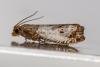 Notocelia rosaecolana, adult. Crossgate Moor, 17-06-2024. Copyright Arto Maatta.