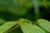 Nemophora degeerella, adult. Cater House Colliery, 16-06-2019. Copyright Christopher Blakey.