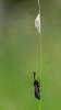 Narrow-bordered Five-spot Burnet (Zygaena lonicerae), adult. Daisy Hill, 21-06-2019. Copyright Christopher Blakey.