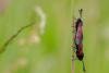 Narrow-bordered Five-spot Burnet (Zygaena lonicerae), adult. Daisy Hill, 21-06-2019. Copyright Christopher Blakey.
