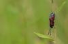Narrow-bordered Five-spot Burnet (Zygaena lonicerae), adult. Cater House Colliery, 19-07-2019. Copyright Christopher Blakey.