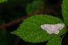 Small Fan-footed Wave (Idaea biselata), adult. Cater House Colliery, 21-07-2019. Copyright Christopher Blakey.