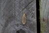 Common Footman (Eilema lurideola), adult. Framwellgate Moor, 02-08-2019. Copyright Christopher Blakey.
