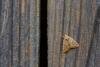 Dun-bar (Cosmia trapezina), adult. Framwellgate Moor, 02-08-2019. Copyright Christopher Blakey.