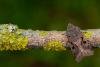 Hebrew Character (Orthosia gothica), adult. Framwellgate Moor, 28-03-2020. Copyright Christopher Blakey.