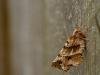 Early Thorn (Selenia dentaria), adult. Framwellgate Moor, 11-04-2020. Copyright Christopher Blakey.