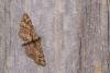 Double-striped Pug (Gymnoscelis rufifasciata), adult. Framwellgate Moor, 11-04-2020. Copyright Christopher Blakey.