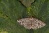 Engrailed (Ectropis crepuscularia), adult. Framwellgate Moor, 09-05-2020. Copyright Christopher Blakey.