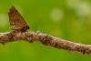 Scalloped Hazel (Odontopera bidentata), adult. Framwellgate Moor, 21-05-2020. Copyright Christopher Blakey.