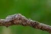 Pale Tussock (Calliteara pudibunda), adult. Framwellgate Moor, 22-05-2020. Copyright Christopher Blakey.