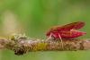 Elephant Hawk-moth (Deilephila elpenor), adult. Framwellgate Moor, 22-05-2020. Copyright Christopher Blakey.