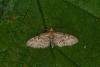 Oak-tree Pug (Eupithecia dodoneata), adult. Framwellgate Moor, 22-05-2020. Copyright Christopher Blakey.