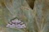 Silver-ground Carpet (Xanthorhoe montanata), adult. Framwellgate Moor, 29-05-2020. Copyright Christopher Blakey.