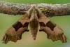 Lime Hawk-moth (Mimas tiliae), adult. Framwellgate Moor, 15-06-2020. Copyright Christopher Blakey.