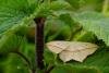 Blood-Vein (Timandra comae), adult. Cater House Colliery, 16-06-2020. Copyright Christopher Blakey.
