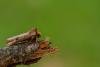 Flame (Axylia putris), adult. Framwellgate Moor, 20-06-2020. Copyright Christopher Blakey.