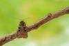 Double Square-spot (Xestia triangulum), adult. Framwellgate Moor, 21-06-2020. Copyright Christopher Blakey.