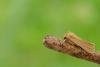 Common Wainscot (Mythimna pallens), adult. Framwellgate Moor, 21-06-2020. Copyright Christopher Blakey.
