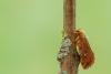Map-winged Swift (Korscheltellus fusconebulosa) f. gallicus, adult. Framwellgate Moor, 21-06-2020. Copyright Christopher Blakey.