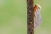 Ghost Moth (Hepialus humuli), adult, male. Framwellgate Moor, 23-06-2020. Copyright Christopher Blakey.