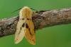 Buff Ermine (Spilosoma lutea), adult. Framwellgate Moor, 25-06-2020. Copyright Christopher Blakey.