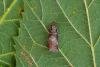 Acrobasis advenella, adult. Framwellgate Moor, 17-07-2020. Copyright Christopher Blakey.