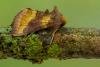Burnished Brass (Diachrysia chrysitis), adult. Framwellgate Moor, 18-07-2020. Copyright Christopher Blakey.