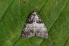 Short-cloaked Moth (Nola cucullatella), adult. Framwellgate Moor, 24-07-2020. Copyright Christopher Blakey.