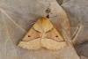 Scalloped Oak (Crocallis elinguaria), adult. Framwellgate Moor, 24-07-2020. Copyright Christopher Blakey.