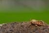 Antler Moth (Cerapteryx graminis), adult. Taken outside Durham (East Inverness-shire), 28-07-2020. Copyright Christopher Blakey.