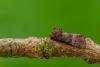 Rosy Minor (Litoligia literosa), adult. Framwellgate Moor, 14-08-2020. Copyright Christopher Blakey.