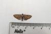 Tawny Speckled Pug (Eupithecia icterata), adult. Framwellgate Moor, 18-08-2020. Copyright Christopher Blakey.