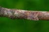 Brown-spot Pinion (Anchoscelis litura), adult. Framwellgate Moor, 15-09-2020. Copyright Christopher Blakey.