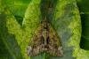 Red-Green Carpet (Chloroclysta siterata), adult. Framwellgate Moor, 15-09-2020. Copyright Christopher Blakey.