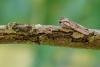 Blair's Shoulder-knot (Lithophane leautieri), adult. Framwellgate Moor, 06-10-2020. Copyright Christopher Blakey.