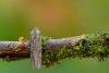 Blair's Shoulder-knot (Lithophane leautieri), adult. Framwellgate Moor, 21-10-2020. Copyright Christopher Blakey.