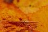Feathered Thorn (Colotois pennaria), adult. Framwellgate Moor, 21-10-2020. Copyright Christopher Blakey.
