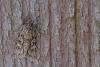 Early Grey (Xylocampa areola), adult. Framwellgate Moor, 21-03-2021. Copyright Christopher Blakey.