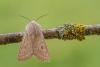 Powdered Quaker (Orthosia gracilis), adult. Framwellgate Moor, 21-04-2021. Copyright Christopher Blakey.